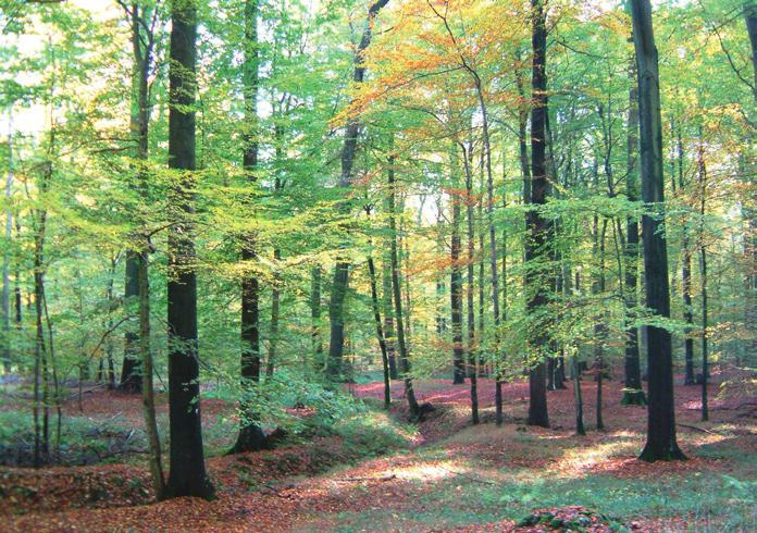 3. Spezielle Handlungsgrundsätze für FFH-Gebiete Baumartenwahl Nicht lebensraumtypische Baumarten (z.b. Nadelbaumarten, Hybridpappeln) sollen im Wege der Nutzung zurückgedrängt werden.