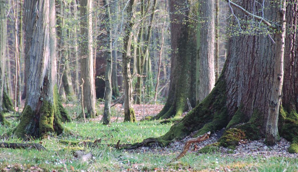 Eichen-Hainbuchenwald (LRT 9160) im Westerholz, FFH-Gebiet Wälder der nördlichen Itzehoer Geest (DE-1823-301) (Foto: Martina Kairies) orientieren sich an den allgemeinen Bewirtschaftungsgrundsätzen