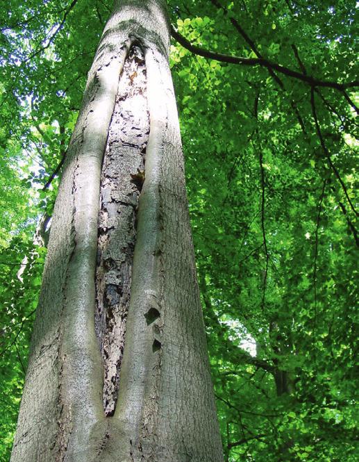 Es werden 10 Habitatbäume pro Hektar Referenzfläche (= Bestände ab Alter 100) außerhalb der Naturwälder und der verkehrssicherungspflichtigen Bereiche in den Natura 2000-Gebieten ausgewiesen.