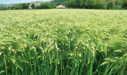 im Fokus Syngenta Jahresbericht 15 erschwerten nachgebende Rohstoffpreise den Verkauf von Premiumprodukten im Getreidemarkt.
