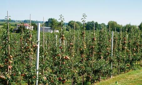 22 Syngenta Jahresbericht Landwirte beim Zugang zu attraktiven Märkten unterstützen Für Apfelbauern kann sich der Export in einige europäische Länder schwierig gestalten.