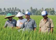 erheblich. Im Osten der indonesischen Insel Java schulen erfolgreiche Reisanbauer andere in guten Anbaupraktiken und im Einsatz unserer Lösung GROMORE.