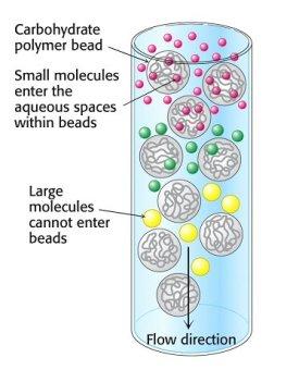 Grössenausschlusschromatographie (SEC) Kleine Moleküle können in Poren eindringen und werden zurückgehalten.