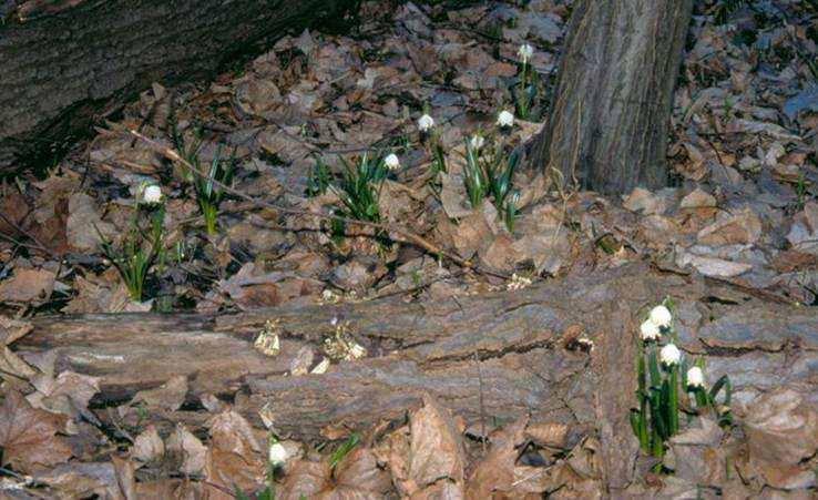 Märzenbecher (Leucojum vernum) sind im Frühjahr im Leipziger Auenwald so häufig, wie an nur wenigen Orten in Deutschland. Foto: René Sievert allem ihre Keimlinge sterben bei Überflutung ab.