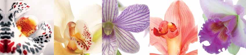 Mehr Informationen unter 10000-orchideen.