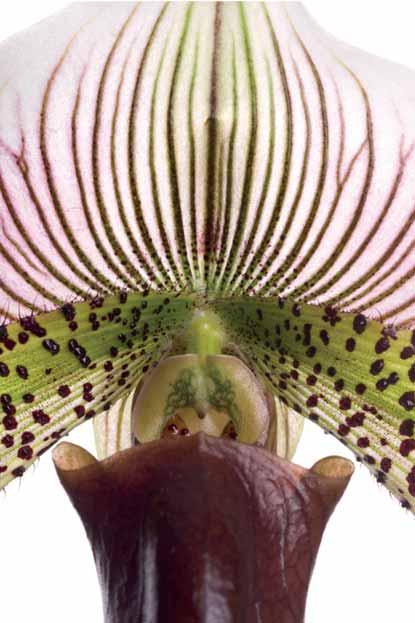 Projektplan für Whisperer Inhaltsverzeichnis 02 03 SERAMIS Orchideen-Substrat testen 04 05 Idealer Lebensraum Ursprung der Idee 06 07