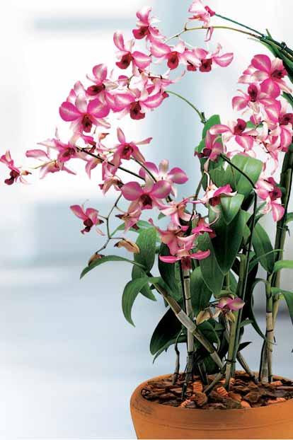 04 05 Der ideale Lebensraum Aus dem Schatten des Urwaldes zur beliebtesten Zimmerpflanze Die Orchidee ist heute eine der beliebtesten Zimmerpflanzen.