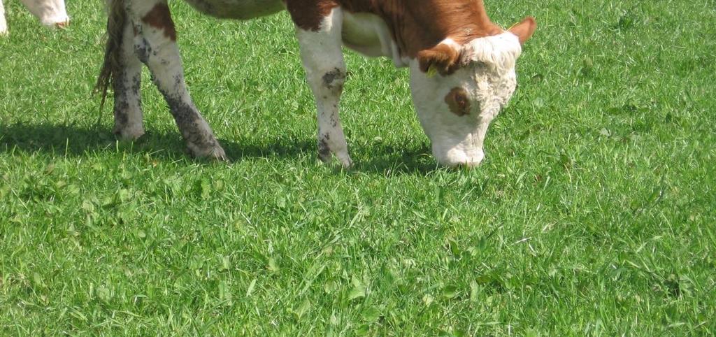 Die Kraftfuttermenge wird zunächst um etwa 2-3 kg/kuh und Tag verringert. Mit zunehmendem Graszuwachs auf der Weide stellen die Tiere die Futteraufnahme im Stall ein.