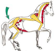 Linke Zeichnung: Das Pferd piaffiert hauptsächlich mit den Hanken und der Muskulatur der Unterlinie (Beuger der Hinterhand: 1 Lendenmuskel, 2 Hüftbeuger, 3 Bauchmuskeln.