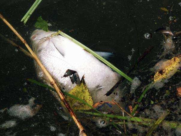 43 Foto 7: Vor dem Nordufer des alten Aasees treibender toter Fisch; aufgenommen am Mittag des 31.