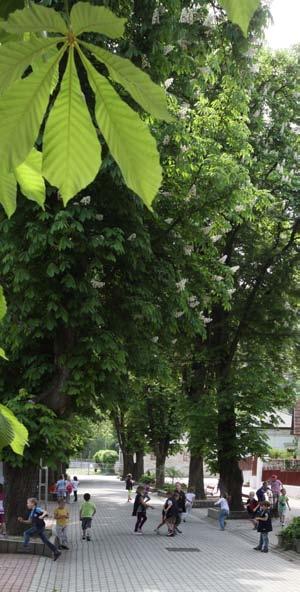 Beim Spaziergang unter den geschützten Kastanienbäumen der Straße namens Vár utca