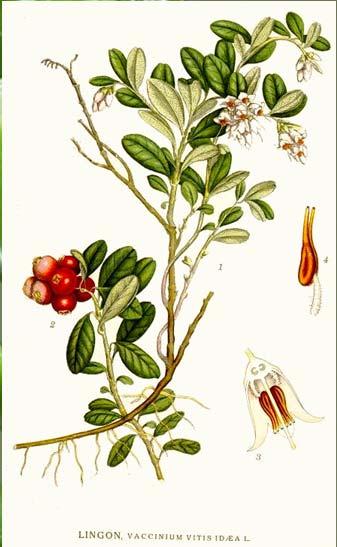 biflora, palustris,.