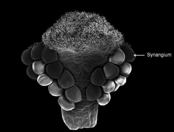 kurz gestielten Synangien vereint; Die weiblichen reproduktiven Strukturen der Zamiaceae stehen, wie die männlichen auch (Unterschied Cycadaceae!
