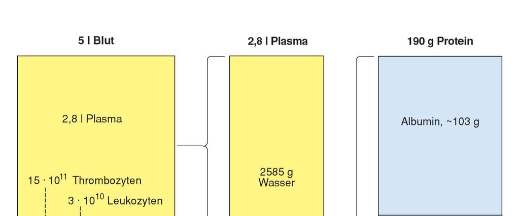 Die Größe der Flüssigkeitsräume kann gemessen werden -Entwässerung (unter experimentellen Umständen) -Indikatorverdünnungsmethode: m =