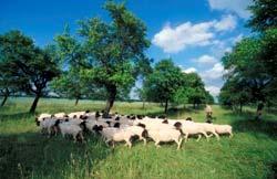 Bildunterschrift: On-farm-Erhaltung alter Schafrassen und Landschaftspflege, Foto: Dominic Menzler, BfN Hinweis: Das BfN führt im Rahmenprogramm der UN-Naturschutzkonferenz (CBD) in Bonn vom 12.