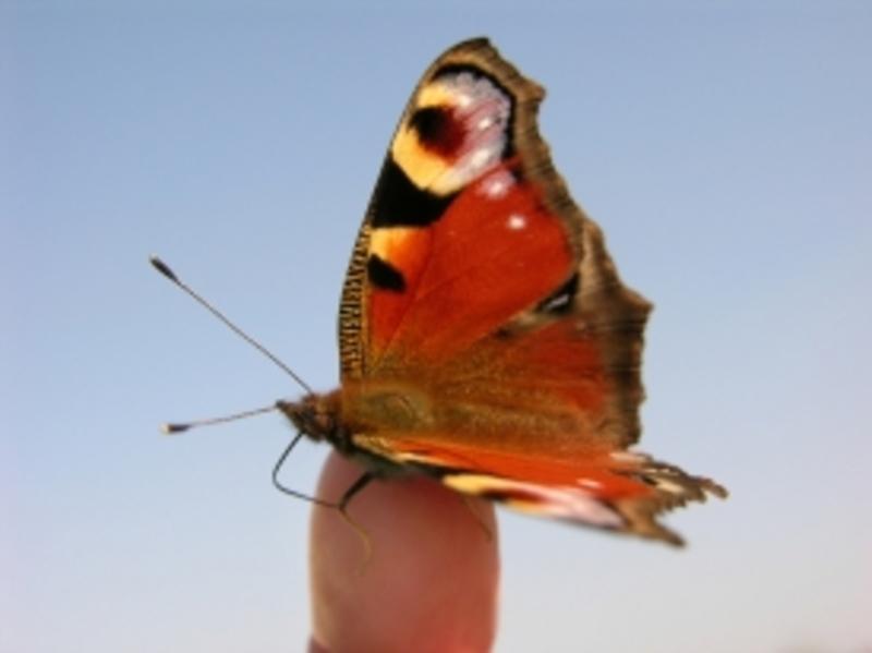 Heinz Niederleitner Schmetterlinge züchten in der Schule Kindern und Jugendlichen die Natur und ihre Wunder näher zu bringen, ist nicht nur eine wunderschöne Aufgabe sondern auch beinahe