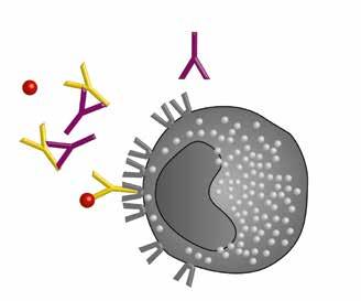 Blockade der IgE-FCεRI- Rezeptoren IgE Mastzelle Degranulation und Freisetzung von Histamin Omalizumab Bezüglich der Lebensqualität konnte in mehreren Studien eine signifikante Verbesserung unter