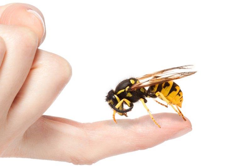 Insektengiftallergie Taxonomie der Hymenopteren, Insektengifte Stechende Insekten, die beim Menschen allergische Reaktionen auslösen können, sind Mitglieder der Ordnung der Hymenopteren
