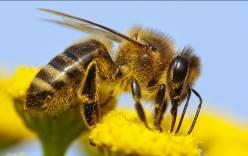 Lehrerinformation 1/6 Aufgabenteilung: den Text von William Shakespeare analysieren Arbeitsauftrag drei verschiedene Bienen: Drohen, Arbeiterin und Königin miteinander vergleichen Das Leben im Stock: