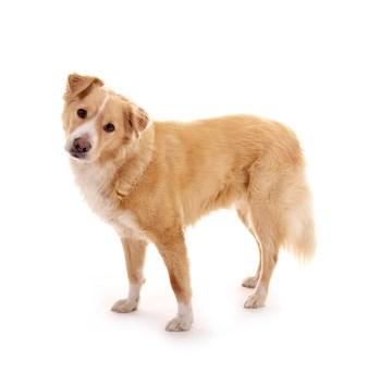 Philosophie Hundepsychologie ntr bedeutet nicht, dass eine spezielle, pauschale Methode zum Umgang mit dem Hund seine Anwendung findet.