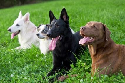 Zielgruppe für wen eignet sich die Ausbildung Hundepsychologie ntr Alle, die gewerblich als Hundepsychologe/in arbeiten möchten (Vorbereitung auf staatliche Prüfungen zur Erlaubnis Hundeausbilder