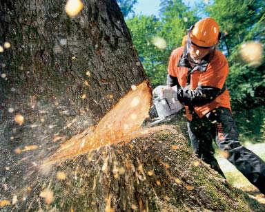 Ernte Arbeiten der Brennholzwerbung im Wald - das Fällen, Entasten und Ablängen - werden sowohl von betrieblichen und gewerblichen Kräften als auch von sogenannten Selbstwerbern, d. h.