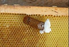 Zuerst werden in der neuen Beute Rähmchen entnommen und beiseite gestellt, um Platz für die Bienen zu schaffen.