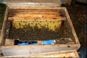 Beute sein, wird diese einmal kurz und kräftig aufgestoßen damit alle Bienen am Boden liegen.