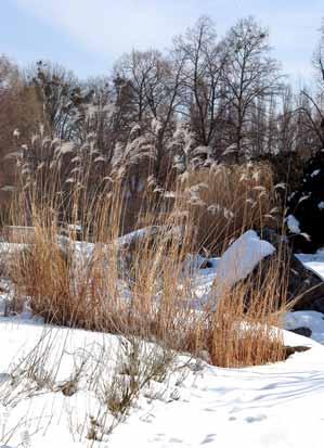 Die Mitarbeiterinnen und Mitarbeiter des Botanischen Gartens wünschen all unseren Gästen und Freunden ein Frohes Weihnachtsfest und viel Glück, Gesundheit und