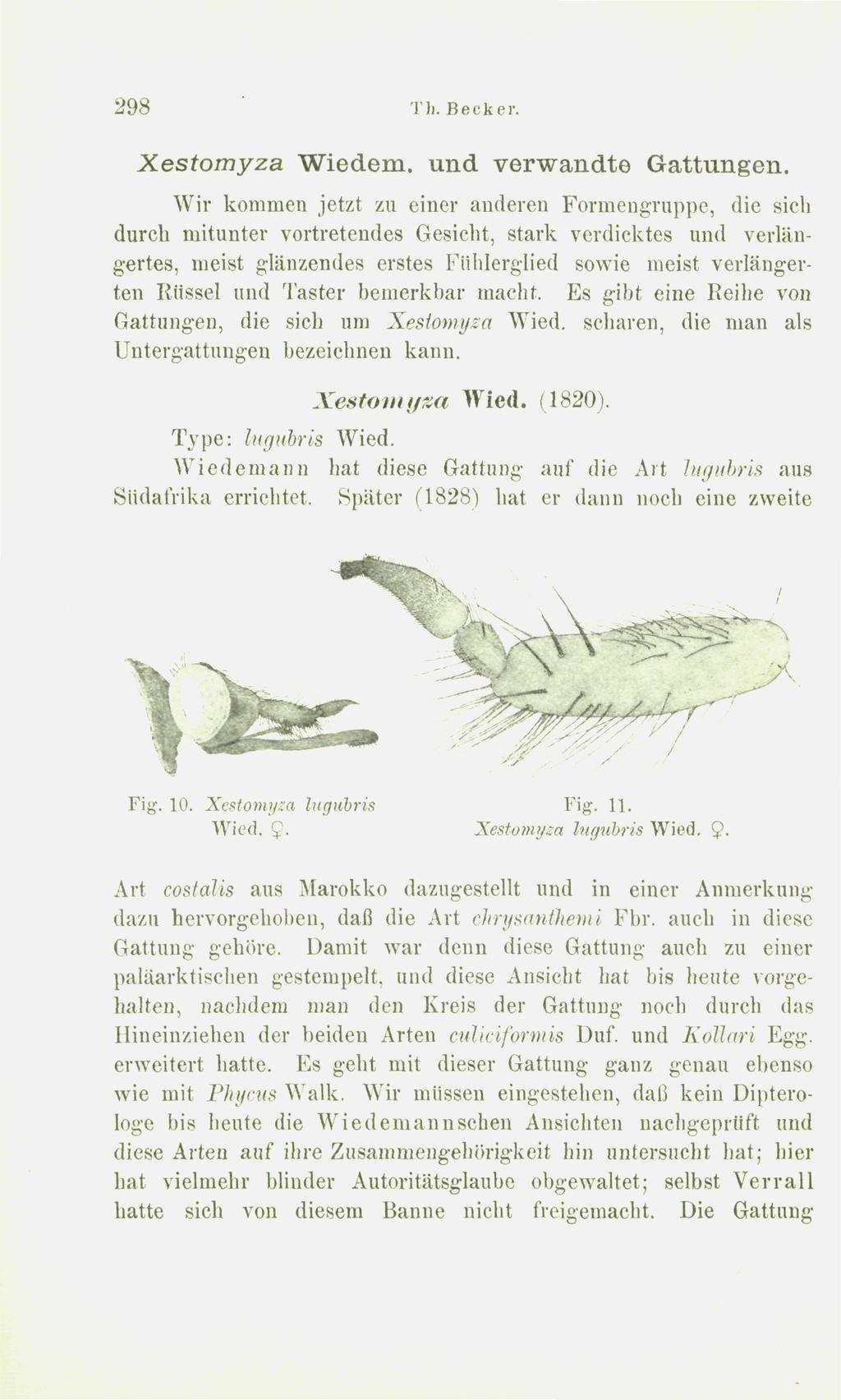 298 Th. Becker. Xestomyza Wiedem. und verwandte Gattungen.