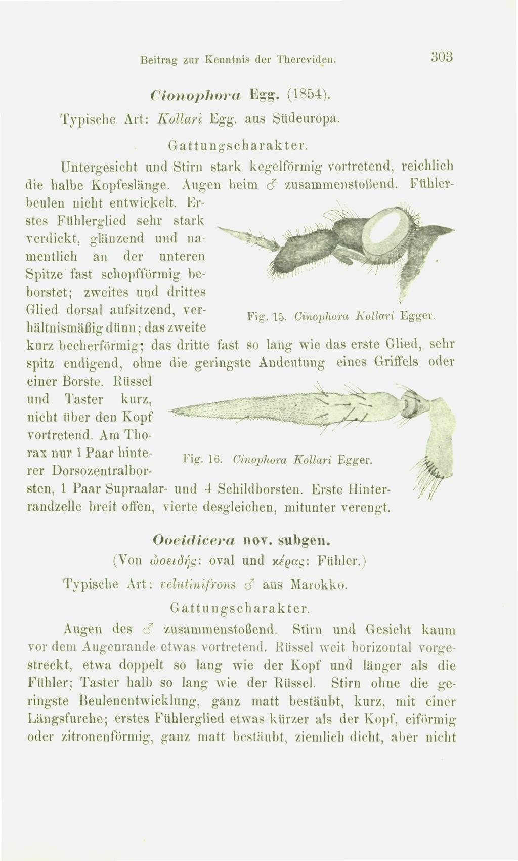 Beitrag zur Kenntnis der Thereviden. dmio-phoi'a Egg. (1854). Typische Art: Kottari Egg. aus Südeuropa. Gattungscharakter.