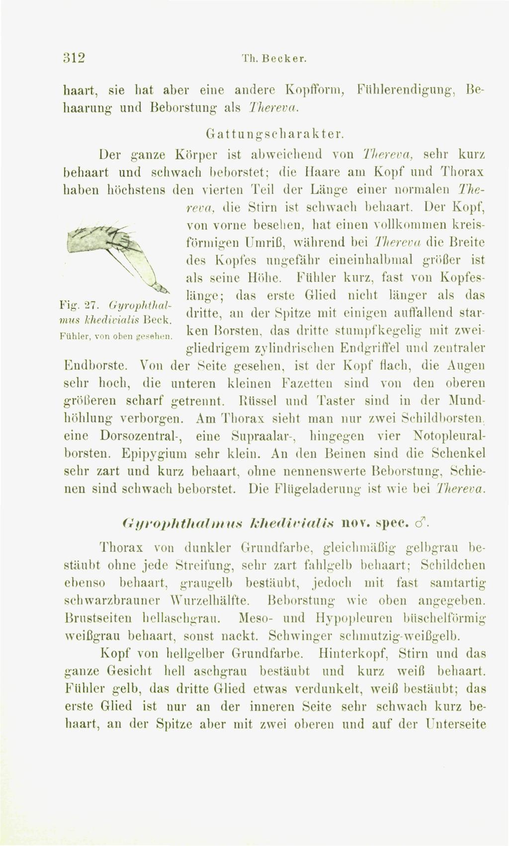 312 Th. Becker. haart, sie hat aber eine andere Kopfform, Fiihlerendigung, Behaarung und Beborstung als Thereva. Gattungseharakter.