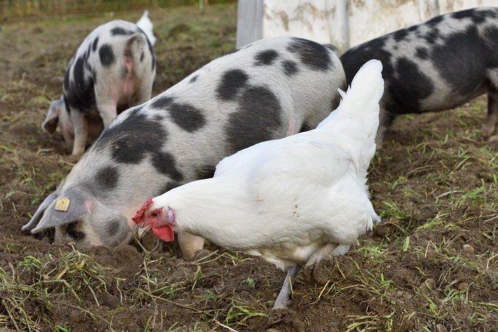 Ohnehin gehören Schwein und Huhn gemeinsam auf die Weide. Sie ergänzen sich hervorragend. Durch das Wühlen der Schweine eröffnen sich auch für die Hühner immer neue Nahrungsquellen.