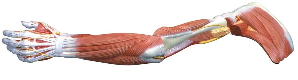 teres minor Spatium axillare mediale M. triceps brachii, caput longum M. triceps brachii, caput laterale M. triceps brachii, tendo N. ulnaris M. anconeus Humerus, epicondylus medialis Olecranon M.