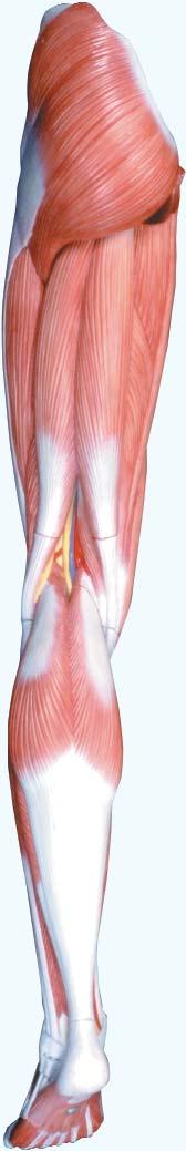 biceps femoris, caput longum A. circumflexa femoris lateralis, ramus ascendens A. circumflexa femoris lateralis A.