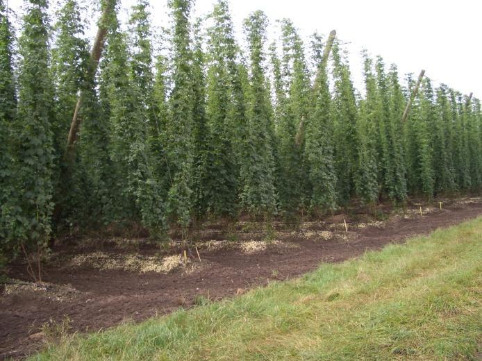 In niederschlagsarmen Jahren gleichen amerikanische Hopfenbauer Wassermangel durch Zusatzbewässerung des Hopfens aus und vermeiden damit Ertragsschwankungen.