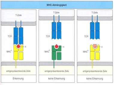 Der Haupthistokompatibilitätskomplex (MHC) Major Histocompatibility Complex AG-Erkennung von Ly B-Ly: Erkennung unmittelbar der Determinanten von intakten AG T-Ly: in Komplex mit eigenen MHC-