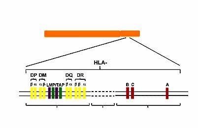 kennzeichnen Beim Menschen: benannt auch als Human Leukocyte Antigen (HLA) MHC: Lokalisation und Aufteilung Chr 6 (beim Menschen); 3500 Bp, >200 Gene 3 Klassen: MHC-Klasse-I-Region: HLA-A, -B und -C