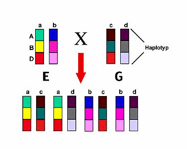 Polygenie und Polymorphismus MHC: Vererbung Codominante Expression: die beiden Allele werden bei jedem Individuum exprimiert MHC-Haplotyp: individuelle Kombination von MHC-Allelen (Allelgarnitur) auf