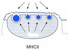 allelspezifisches Konsensusmotiv starke MHC-Protein-Verknüpfung (Chaperons) Peptidbindungsstelle der MHC-I-Moleküle α-kette; geschlossen VerankerungsAS Konservierte AS: an den beiden Enden der