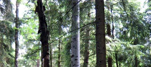WALDSCHUTZ INFO 3/2009 Die Stamm- und Triebläuse der Weißtanne Die Weißtanne (Abies alba L.) ist mit einer Waldfläche von über 100.000 ha, d.h. mit einem Anteil von ca.