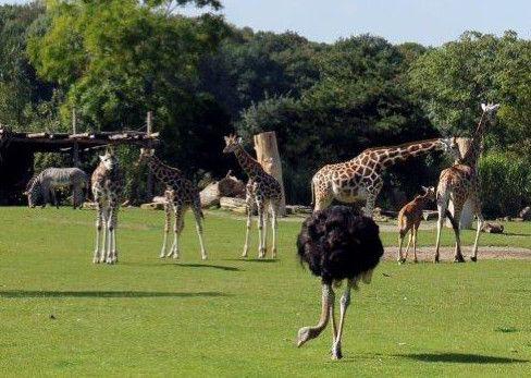 Im Idealfall kann das Giraffengehege zu einer großen Savannenanlage erweitert werden.