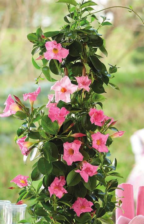 LANAI TWISTER VERBENE-AMPEL zweifarbige Blüten großer