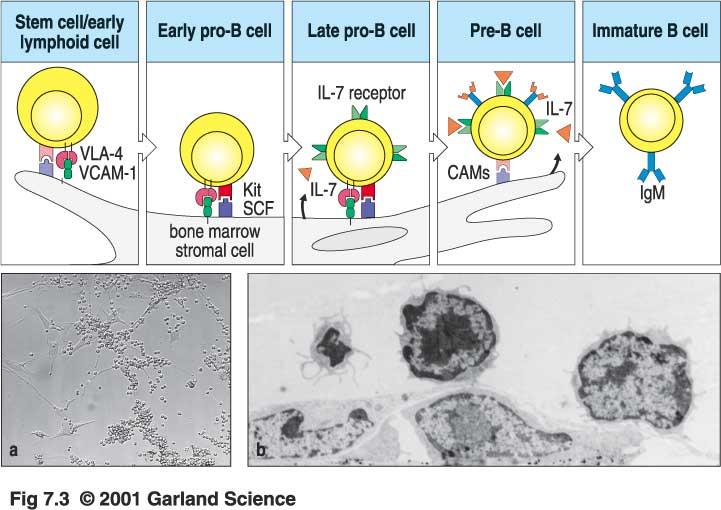 Die frühen Stadien der B-Zell-Entwicklung sind von den Stromazellen des Knochenmarks abhängig Stammzelle / frühe