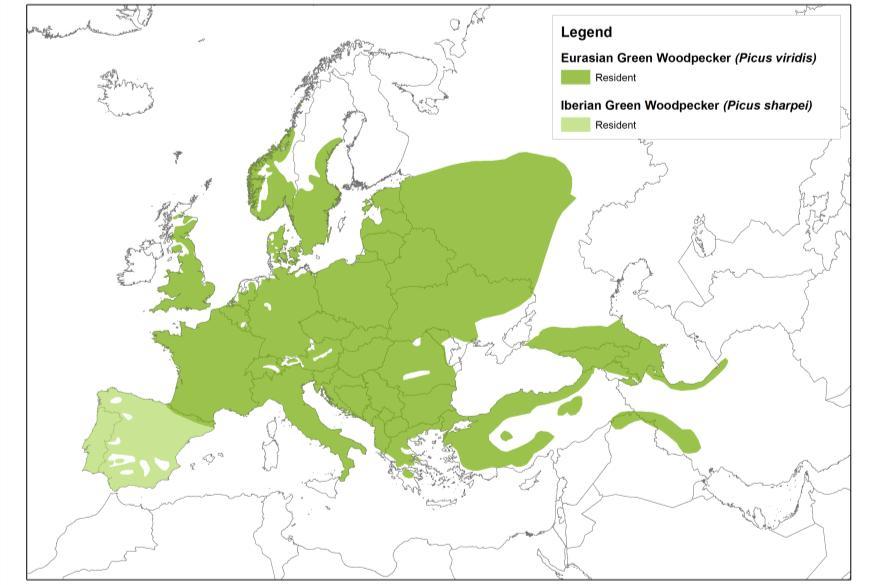 Europäisches Verbreitungsgebiet Legende Grünspecht (Picus viridis viridis)