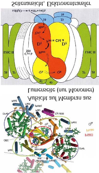 Photosystem II (Komplex I) Das PSII besteht aus 16 verschiedenen Proteinen, von denen 2 (D 1 und D 2 ) als Heterodimer das eigentliche Reaktionszentrum und zwei weitere (CP43 und CP47) die