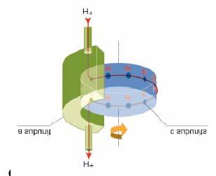 reduziertes Fd vorhanden) - Der im Laufe des Elektronentransportes aufgebaute Protonengradient (=protonenmotorische Kraft; im Lumen positiv, im Stroma negativ) kann nun dazu genutzt werden ATP zu