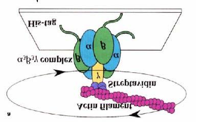 - Die ATP-Synthase gliedert sich in 2 Einheiten mit jeweils mehreren Untereinheiten.