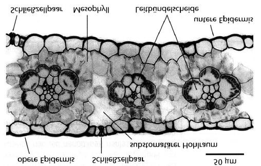 Langfristige Anpassung an Standorte C4 Pflanzen Die Blattanatomie der C4 Pflanzen (z.b. zea mays) zeigt: Die Leitbündel sind kranzförmig von großen Bündelscheidenzellen umgeben.