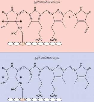 Sie bestehen aus 2 aromatischen Ringsystemen mit Anthocyanidin als Grundgerüst und verschiedenen Substituenten und sind mit unterschiedlichen Mono-/ Disacchariden über Etherverbindungen verknüpft,